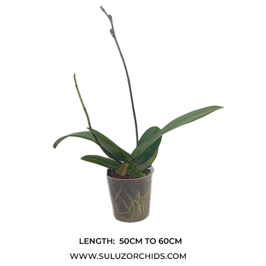 Phalaenopsis Orchid Gypsy Kiss Mature Plant With Bud/Flower