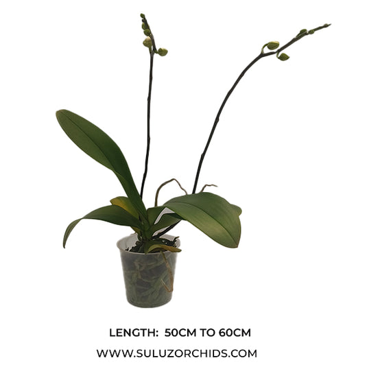 Phalaenopsis Orchid Beautifull Smile Mature Plant With Bud/Flower