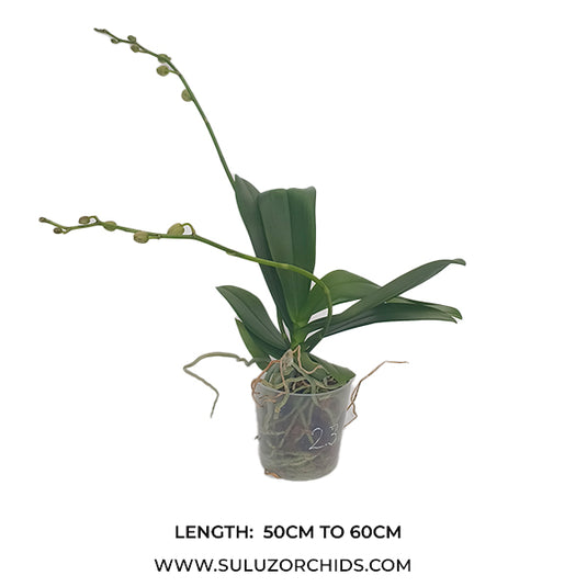 Phalaenopsis Orchid Calligraphy Mature Plant With Bud/Flower