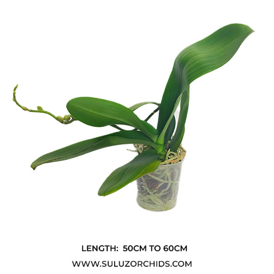 Phalaenopsis Orchid Good Reason Mature Plant With Bud/Flower