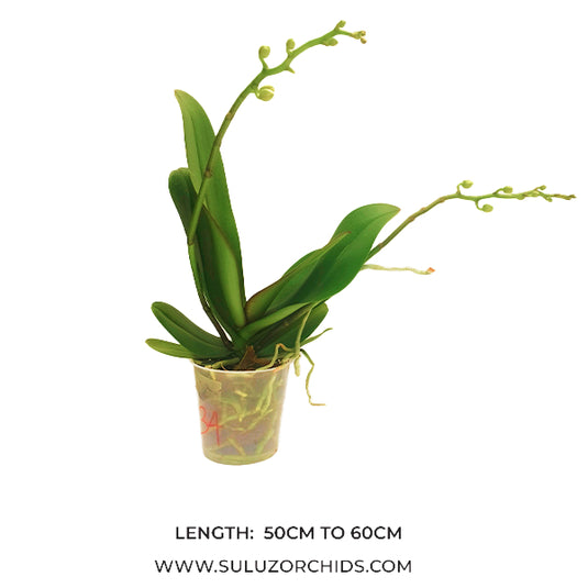 Phalaenopsis Orchid Xanadu Mature Plant With Bud/Flower