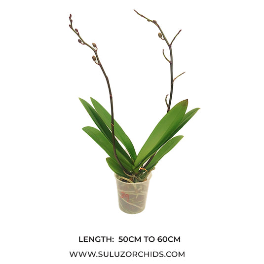 Phalaenopsis Orchid Striped Melody Mature Plant With Bud/Flower