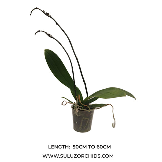 Phalaenopsis Orchid Midsummer Night Mature Plant With Bud/Flower