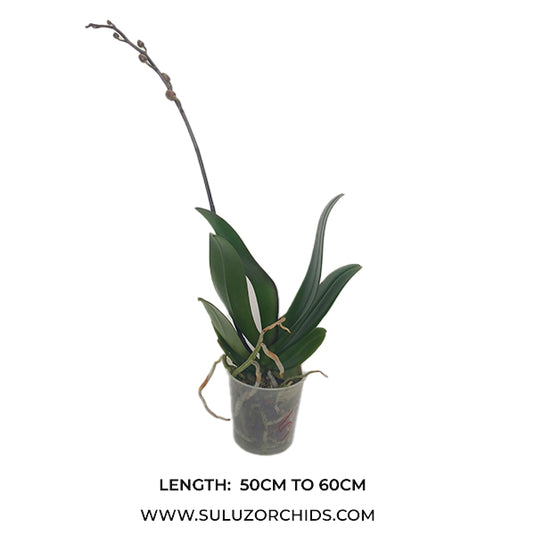 Phalaenopsis Orchid Tropic Wonderland Mature Plant With Bud/Flower