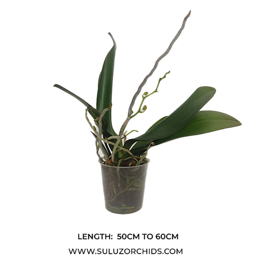 Phalaenopsis Orchid Showpiece Mature Plant With Bud/Flower