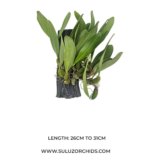 Bulbophyllum (Annandalei x Pintungense) x Laschiochillum Rare Exotic Orchid