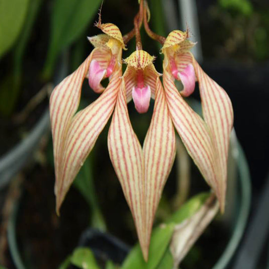 Bulbophyllum (Annandalei x Pintungense) x Laschiochillum Rare Exotic Orchid