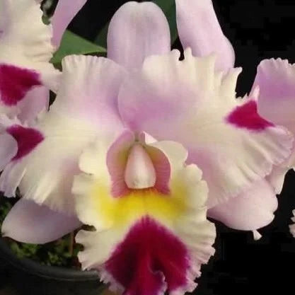 Cattleya Orchid Plant Blc. Goldenzelle Egg Nog x Lc. Maris Song Mad Butterfly Seedling