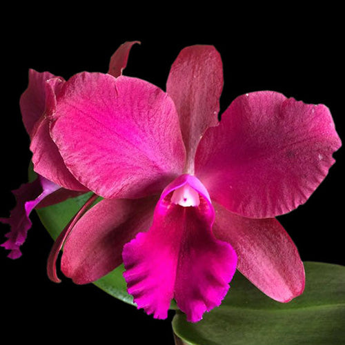 A cattleya orchid plant named Hellia Biani Ferreia, featuring vibrant blooms with a mix of deep pink and white petals.