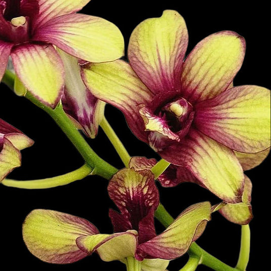 Dendrobium Orchid Thongchai Gold Pramote #258 Mature Bushy Plant