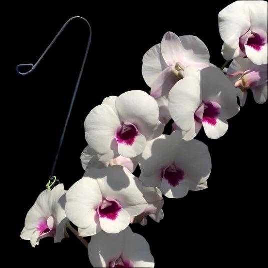Dendrobium Orchid Plant Glory White x Miki White #348 - Seedling