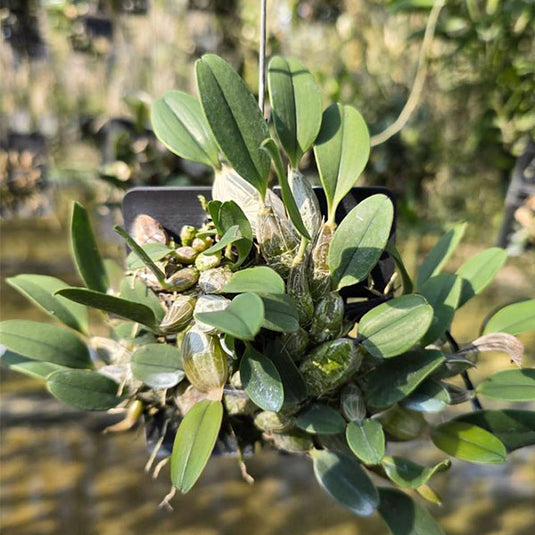 Dendrobium Jenkinsii (JENKINS) Rare Exotic Orchid