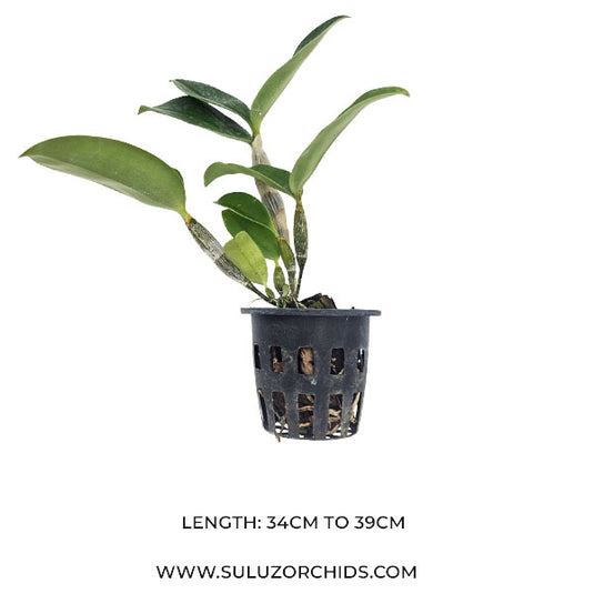 Dendrobium Griffithianum x Densiflorum Rare Exotic Orchid