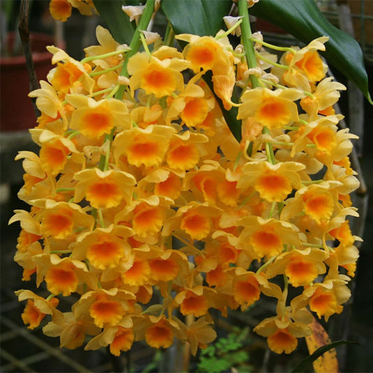 Dendrobium Griffithianum x Densiflorum Rare Exotic Orchid