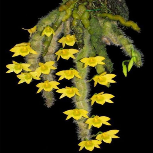 Dendrobium Senile (SENIL) Rare Exotic Orchid