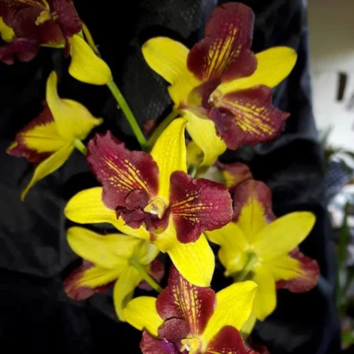 Dendrobium Orchid Plant Thongchai Gold 3 Lip No.741 - Mature With Buds/Flower