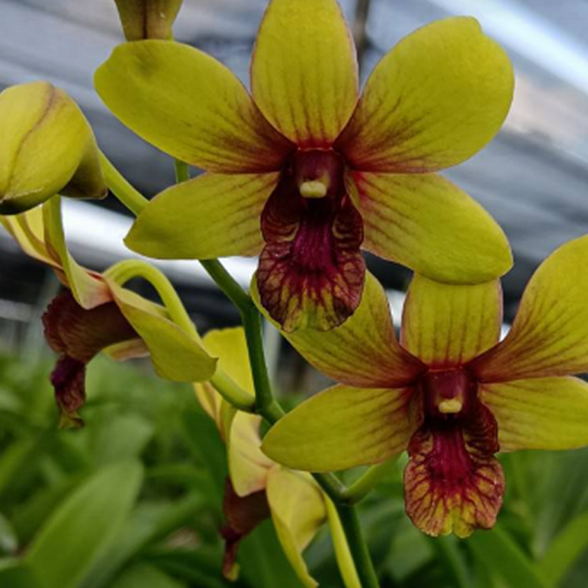 Dendrobium Orchid Thongchai Pinwattana x Boonchu Gold #260 bright golden yellow flower with pink lip