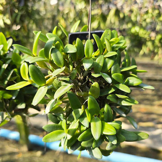 Dendrobium Pachyphyllum ( PACHYPL ) Rare Exotic Orchid