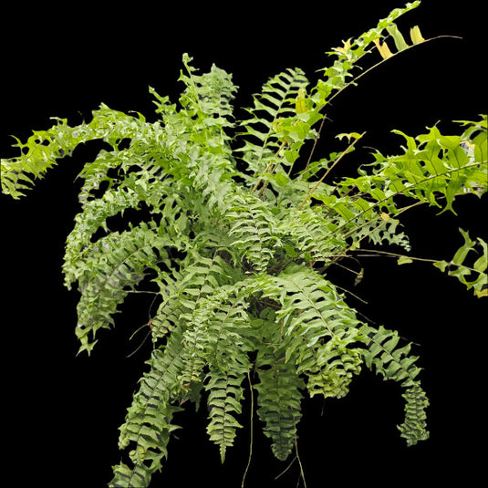 Fern Fis Tail Giffy Potted