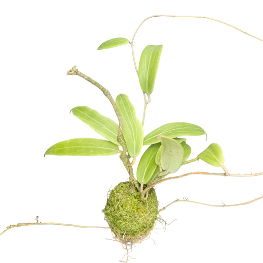 Hoya Plant Seariya Red