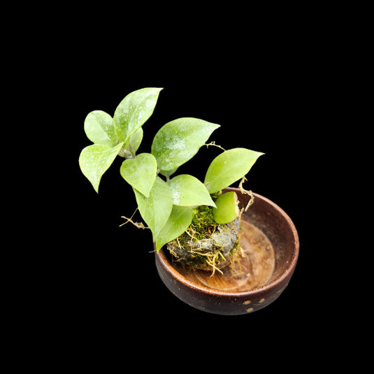 Hoya Plant Yellow Giffy Potted