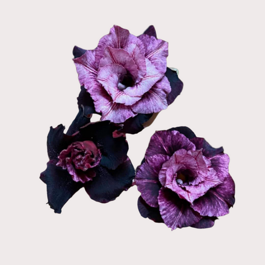 Adenium Conce - Mature