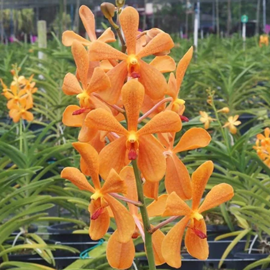 Mokara Orchid Plant Omayi Orange - Top Cutting Small