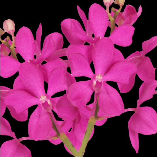 Mokara Orchid Plant Dark Pink NR - Top Cutting Small
