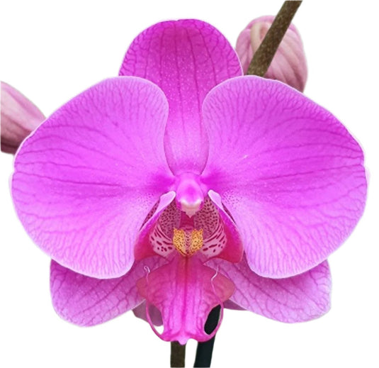 Phalaenopsis Orchid Elastic Love pink flower