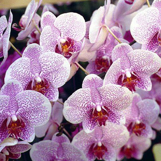 Phalaenopsis orchid Beautiful Smile flower in white blooms with pink red tones