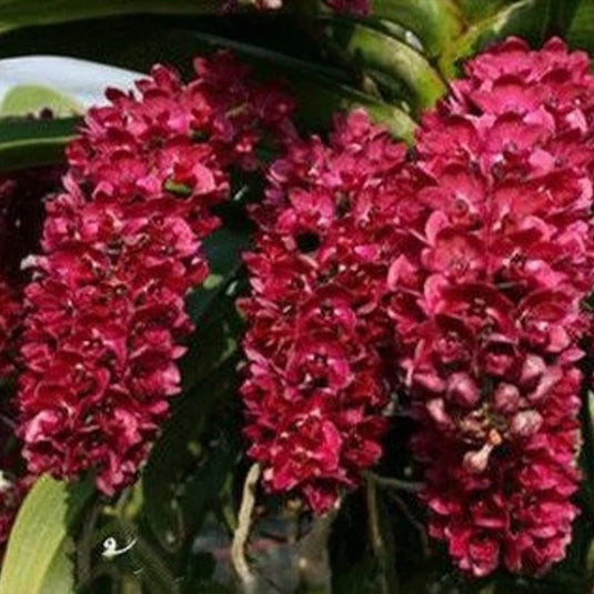 Rhynchostylis Hybrid Orchid Plant Gigantea 1 Red Seedling