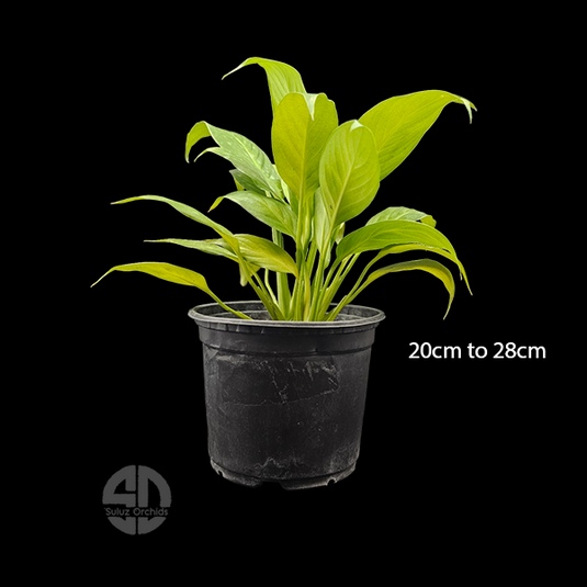 Spathiphyllum - Peace Lily Giffy potted