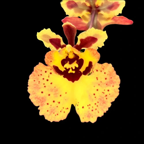 Tolumnia Orchid William Thurston x Jairak Firm Yellow