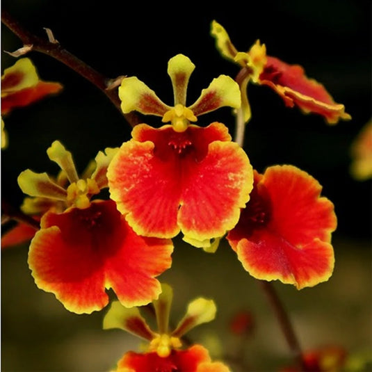 Tolumnia Orchid Jairak flyer Lady in Red