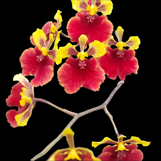 Tolumnia Orchid Jairak Flyer Orange Red x Golden Sunray