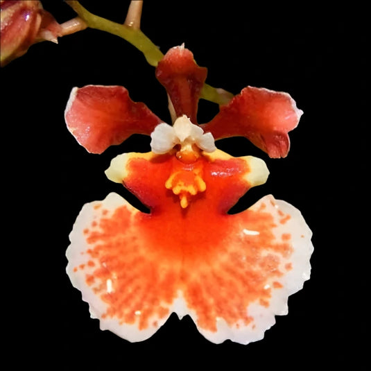 Tolumnia Orchid Jairak Firm Orange