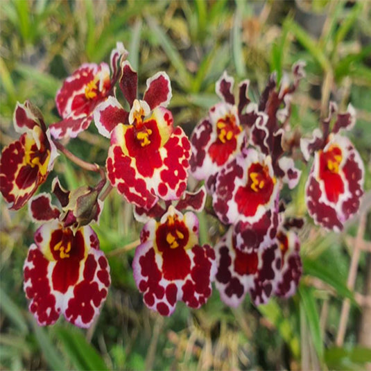 Tolumnia Orchid Golden Sunset Brownie