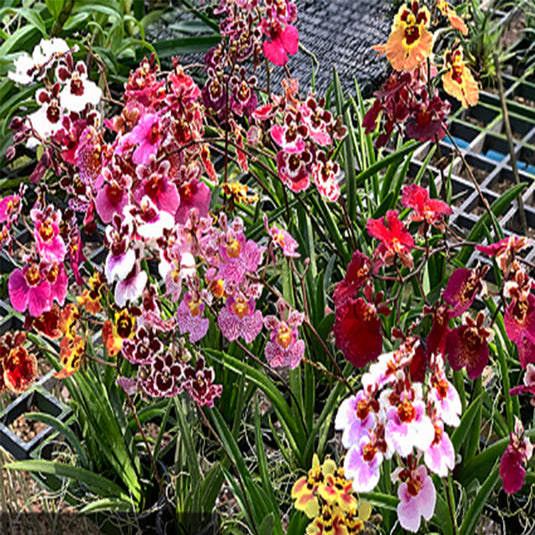 Tolumnia Orchid Hybrids