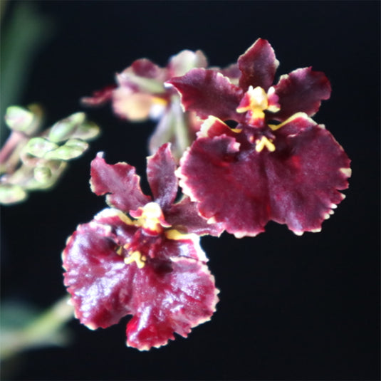 Tolumnia Orchid Jairak Firm Crimson