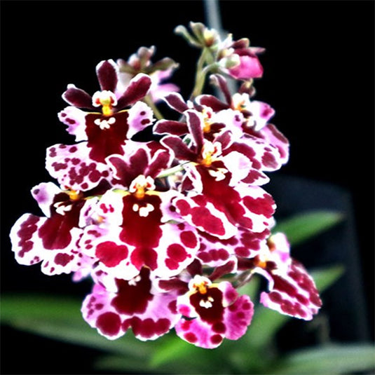 Tolumnia Orchid Jairak Firm Koromo