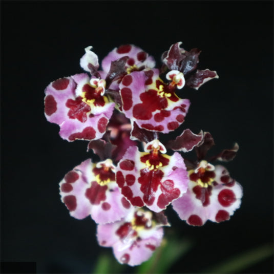 Tolumnia Orchid Jairak Flyer Tufferfish