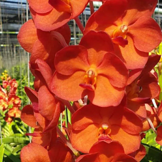 Vanda Orchid Plant - Fuchs Sunset x Pine River Mature
