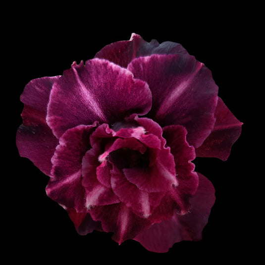 Adenium A - Angelo Mature