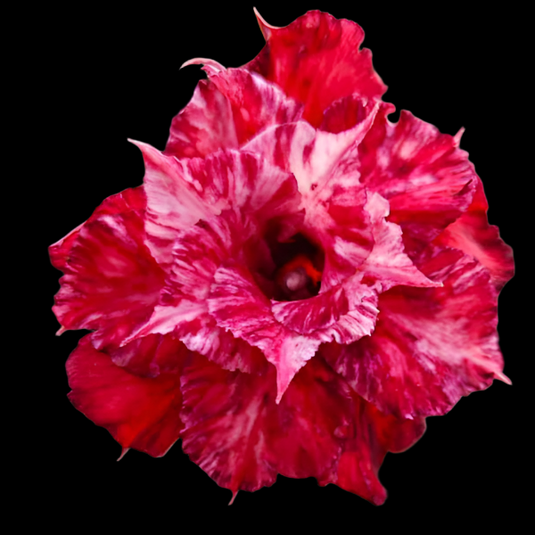 Adenium A99 - Mature