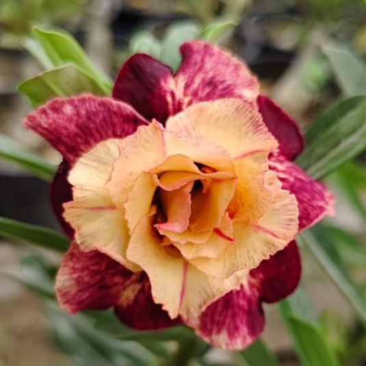 Adenium Angle Wing - Mature