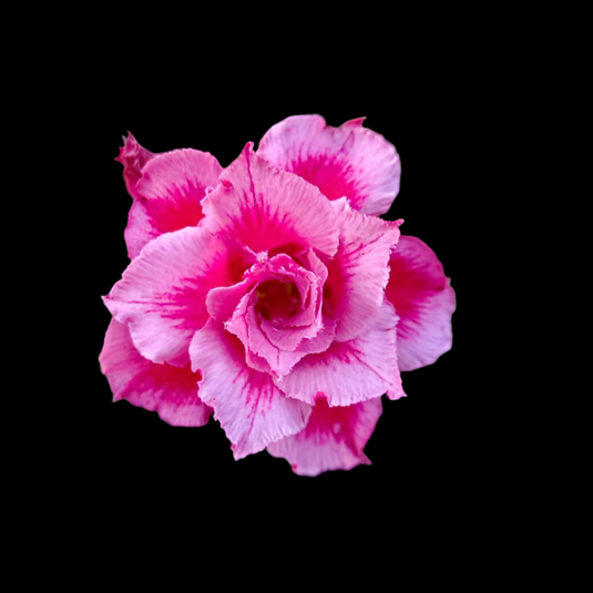 Adenium B16 - Mature