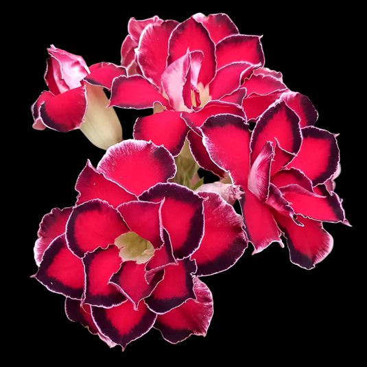 Adenium Barbie - Mature