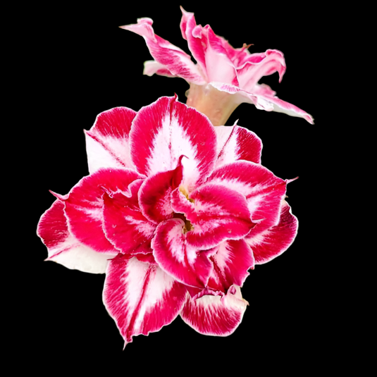 Adenium BA - Black Amallylis - Mature