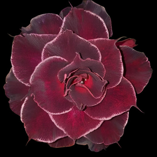 Adenium BD - Black Dragon- Mature