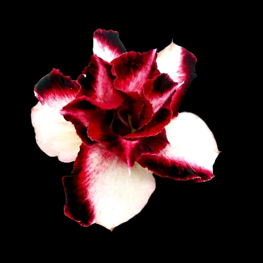Adenium BF - Black Ferari - Mature